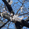 開花したての桜