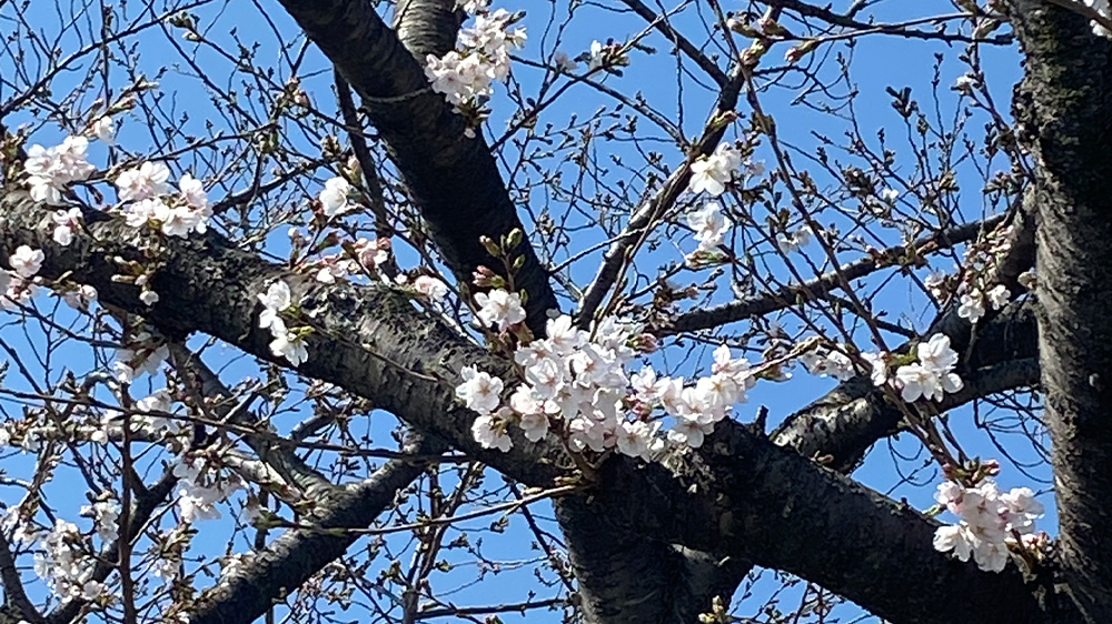 開花したての桜