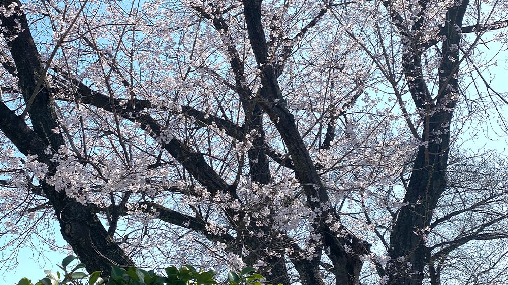 土手の開花したての桜